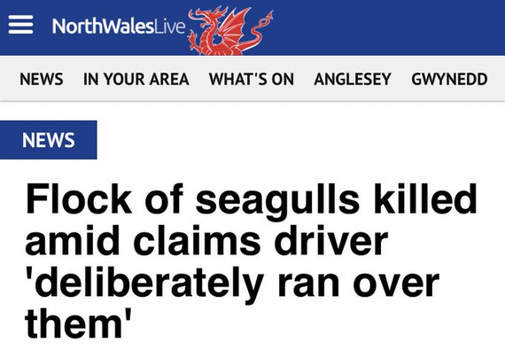 Flock of seagulls killed amid claims driver 'deliberately ran over them' 