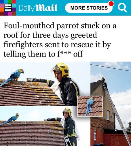 Daily Mail:

Foul-mouthed parrot stuck on a roof for three days greeted firefighters sent to rescue it by telling them to f*** off 